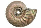 One Side Polished, Pyritized Fossil Ammonite - Russia #174990-2